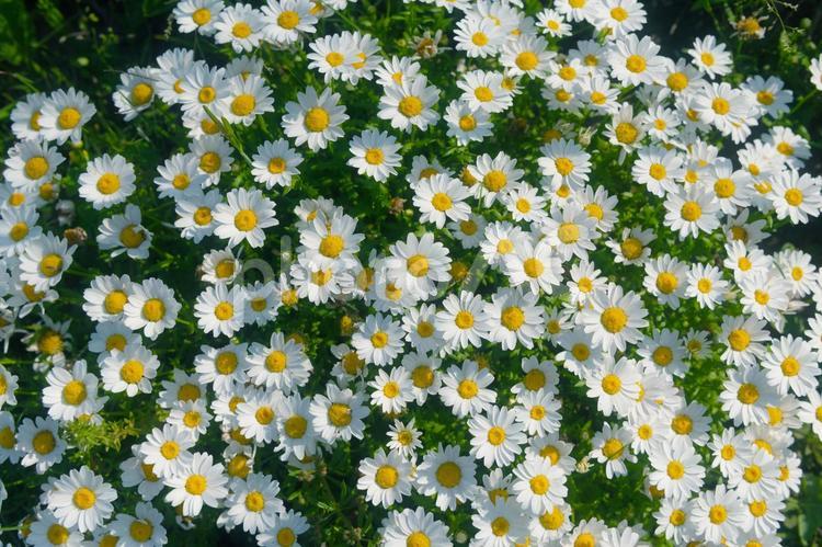 真上からの白色のマーガレットの花 マーガレット,花,白色の写真素材