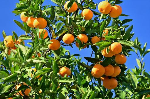 実ったミカンと青空 ミカン,みかん,くだものの写真素材