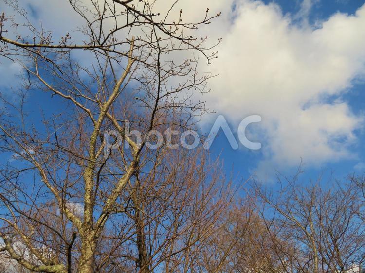 青空と芽吹き始めた桜の木 空,青,雲の写真素材