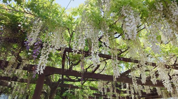 Photo, wisteria trellis, fuji, flower, 