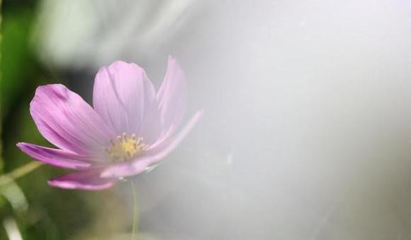Language Of Flowers #150 Language Of Flowers #150の写真