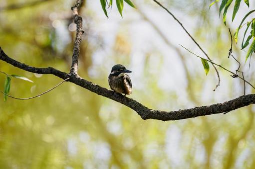 カワセミの若鳥⑷ カワセミの若鳥⑷の写真