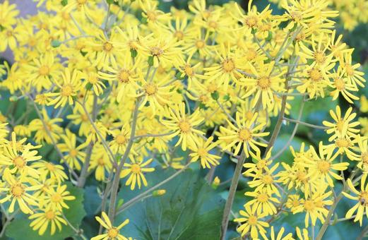 ツワブキの黄色い花 ツワブキの黄色い花 キク科,花,黄色の写真素材
