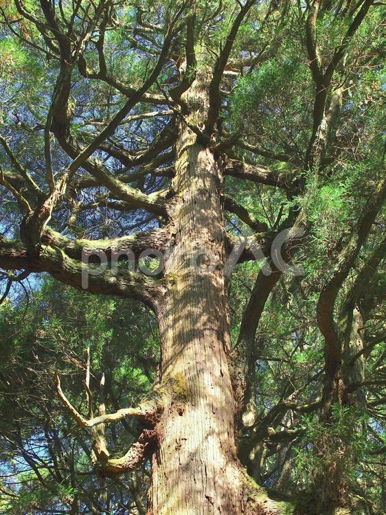 大木のクローズアップ 大木,樹木,木の写真素材