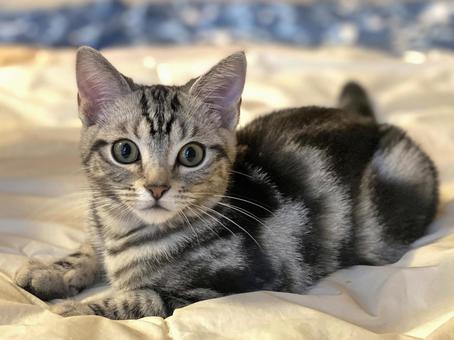 ふとんの上でくつろぐ子猫 子猫,kitten,ねこの写真素材