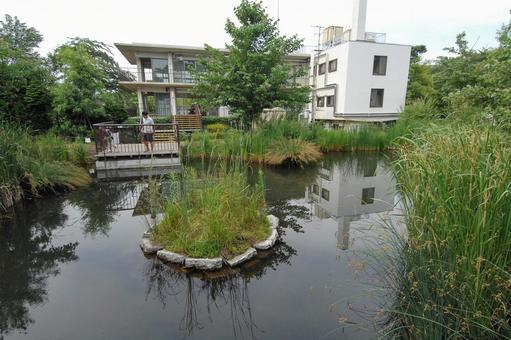 柏の宮公園の水生生物の池 柏の宮公園の水生生物の池 柏の宮公園,風景,景色の写真素材