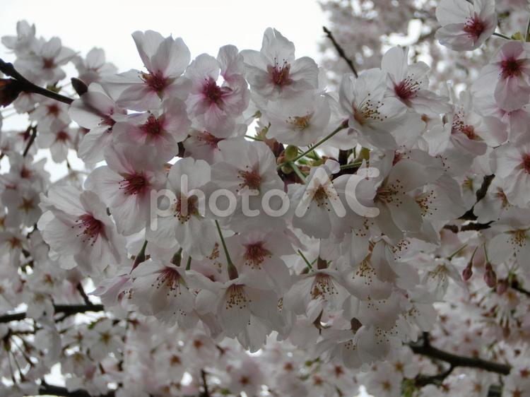 桜 さくら,サクラ,ピンク色の花の写真素材