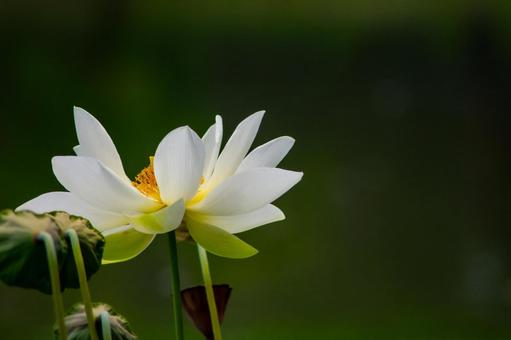蓮の花 蓮の花の写真