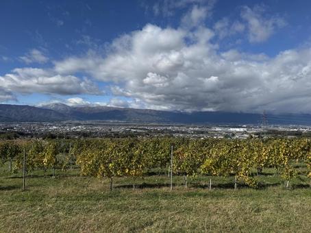 東雲の丘より晩秋の信州（塩尻〜松本方面） 晩秋,ワイン用ぶどう,畑の写真素材