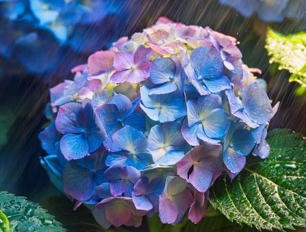 雨上がりのアジサイ 雨上がりのアジサイの写真
