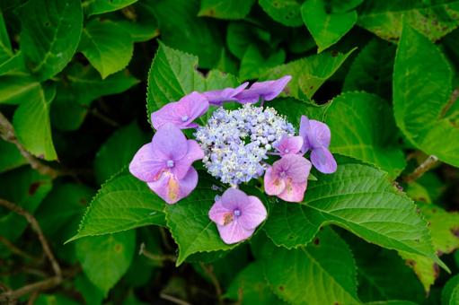 紫陽花 紫陽花 紫陽花,あじさい,花の写真素材