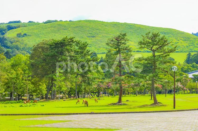 奈良公園の風景  鹿,奈良,奈良公園の写真素材