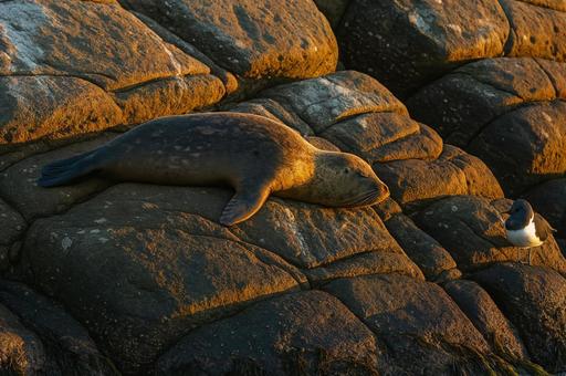 岩場でくつろぐアザラシとカモメ 岩場でくつろぐアザラシとカモメの写真