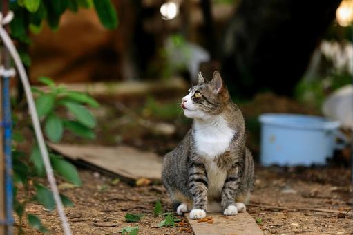 Stray cat, JPG Stray cat, JPG