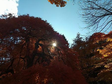 紅葉と木漏れ日 秋,風景,空の写真素材