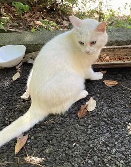 白い野良猫の写真