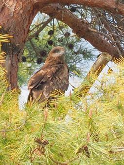 A black kite taking a rest at a high altitude, JPG