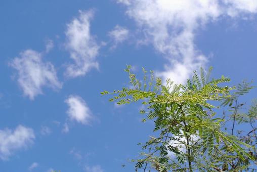 青空 青空の写真