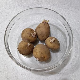 じゃがいも じゃがいも,芋,炭水化物の写真素材