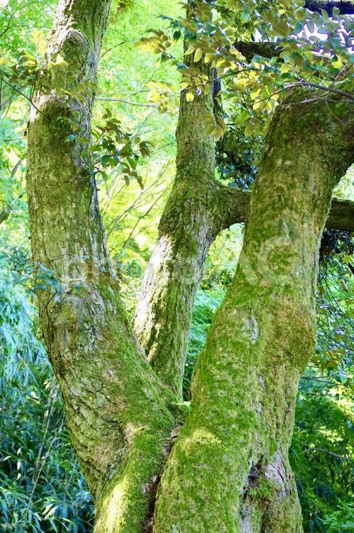 苔生した大木 木,大木,樹木の写真素材