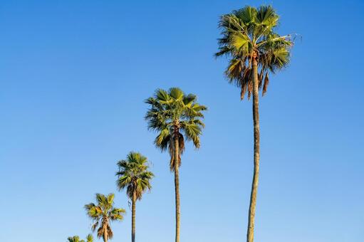 青空に映えるヤシの木 ヤシ,ヤシの木,空の写真素材