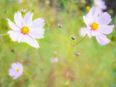 ほんわりしたコスモス コスモス,秋,背景の写真素材