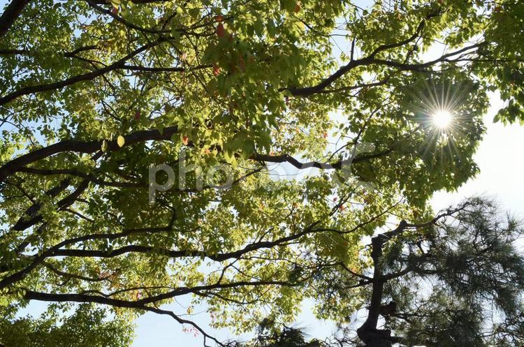 木漏れ日 木漏れ日,太陽,日光の写真素材