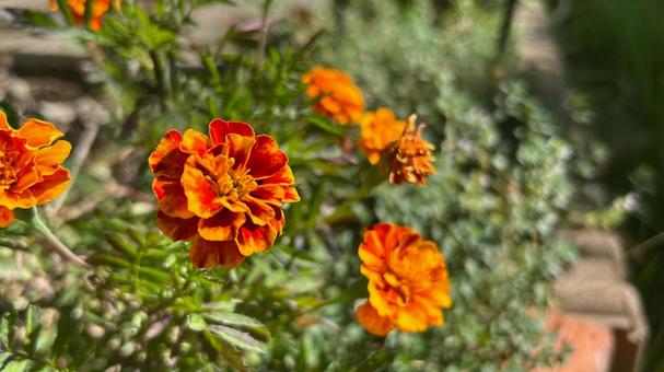 晴れた日に咲いたマリーゴールドの花 晴れた日に咲いたマリーゴールドの花 マリーゴールド,花,咲くの写真素材