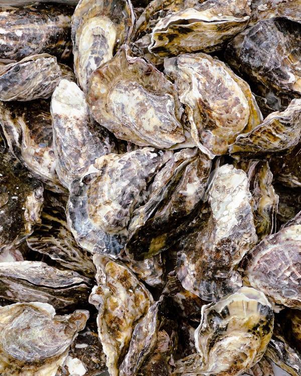 取れたての新鮮な殻付きの牡蠣 牡蠣,殻付き,海のミルクの写真素材