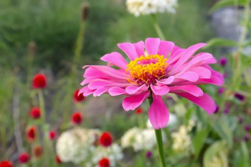 初夏~秋まで咲く庭のダリアの花3 百日草 初夏~秋まで咲く庭のダリアの花3 百日草 ジニア,ヒャクニチソウ,百日草の写真素材
