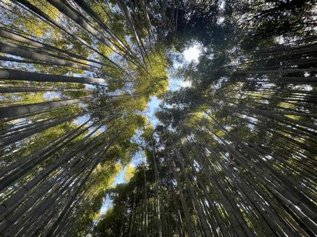 竹 竹林,竹,京都の写真素材