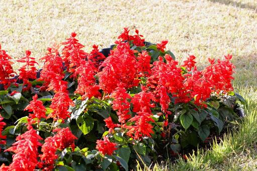 初夏から秋まで咲くサルビアの花 サルビア,花,ガーデニングの写真素材