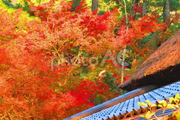１１月中旬の早朝の栗林公園の紅葉 背景,紅葉,きれいの写真素材
