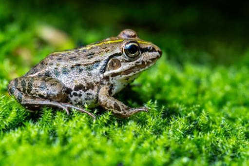 苔で休むトノサマガエル 苔で休むトノサマガエル トノサマガエル,殿様蛙,カエルの写真素材
