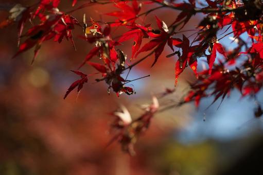 紅葉 紅葉の写真