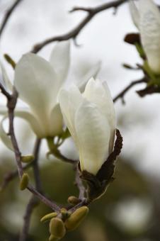 ハクモクレン（白木蓮） ハクモクレン,白,白木蓮の写真素材