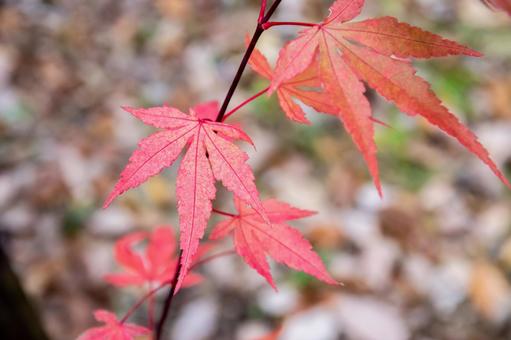 紅葉 紅葉 紅葉,秋素材,背景の写真素材
