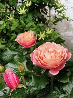ベランダのバラ・ピンクビンテージ ベランダのバラ・ピンクビンテージ 薔薇,バラ,ピンクビンテージの写真素材