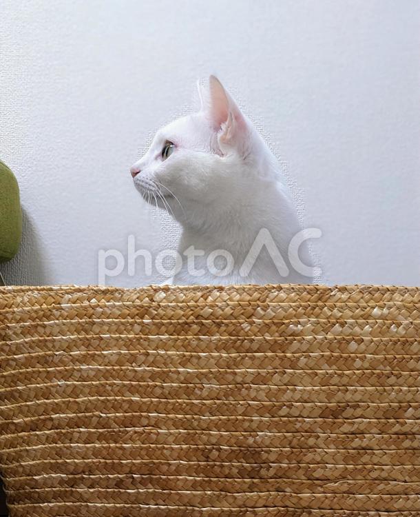 白猫の横顔 猫,白猫,かわいいの写真素材