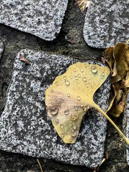 雨上がりのイチョウの落ち葉 イチョウ,落ち葉,雨上がりの写真素材