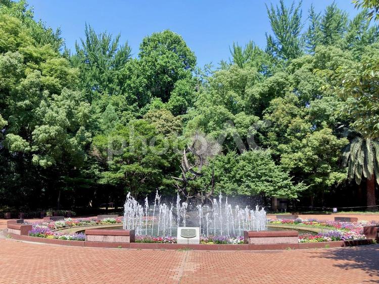 東京風景・日比谷公園 日比谷公園,噴水,日比谷の写真素材