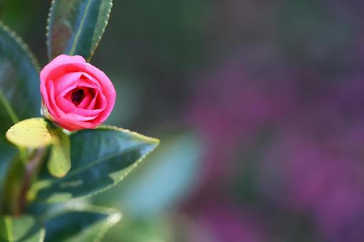 ほほ笑み始めるサザンカ ほほ笑み始めるサザンカの写真