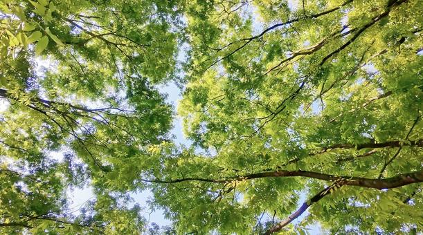 新緑の頃 新緑,若葉,木の写真素材