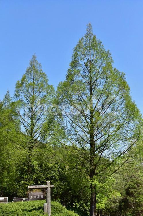 新緑の風景 コントラスト,何人もありません,公園の写真素材