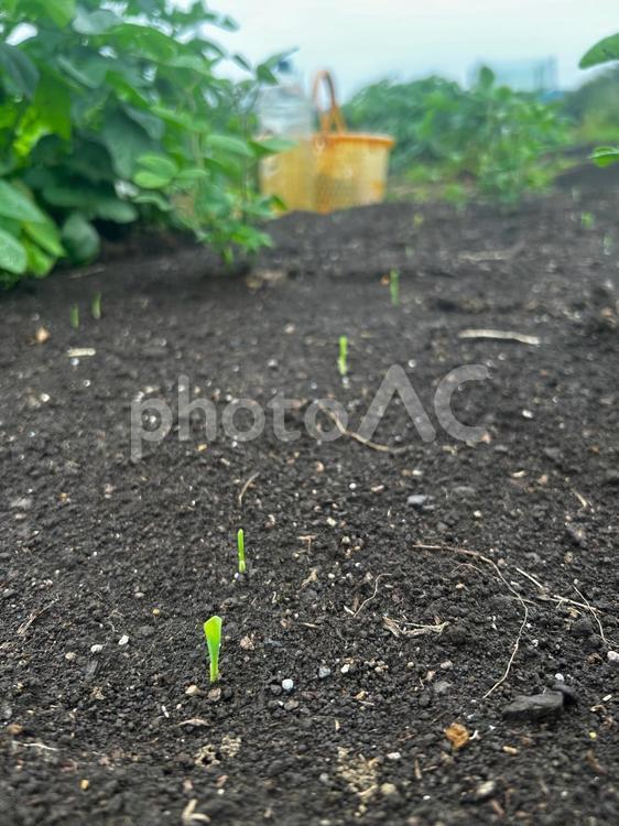市民農園のマルチなしのとうもろこし栽培 とうもろこし,マルチなし,夏野菜の写真素材