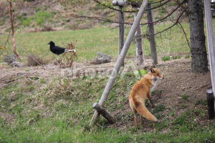 北キツネとカラスの追いかけっこ 北キツネ,キタキツネ,カラスの写真素材