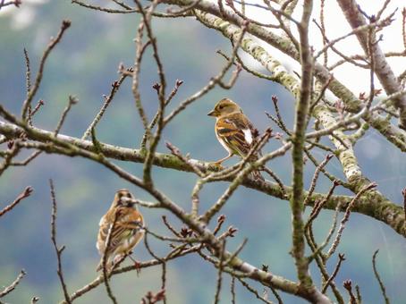 木の枝に留まるアトリのメス アトリ,野鳥,動物の写真素材