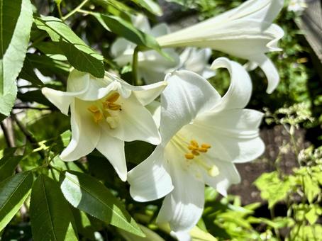 夏の日差しを浴びて咲く白いユリの花 夏の日差しを浴びて咲く白いユリの花の写真