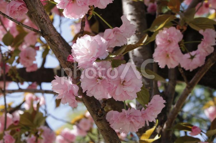 桜　（八重桜） 桜,八重桜,さくらの写真素材