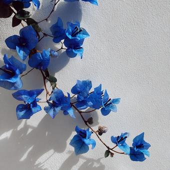 珍しい青い花と白い壁のコントラスト 珍しい青い花と白い壁のコントラストの写真